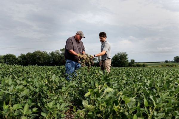 agricultural farmers in a field inspecting the crop
