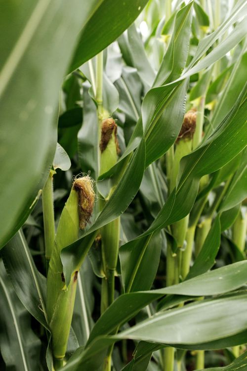 ears of corn on the stalk in a corn field