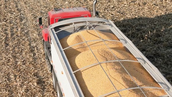 Corn yields forecast to hit record high amid favorable weather conditions