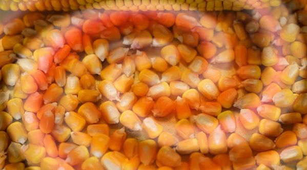 Corn Market Déjà Vu