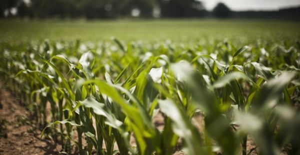 Why should I use puts if I already have crop insurance?