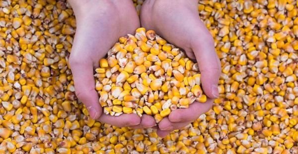 4 factors to watch in the corn market now