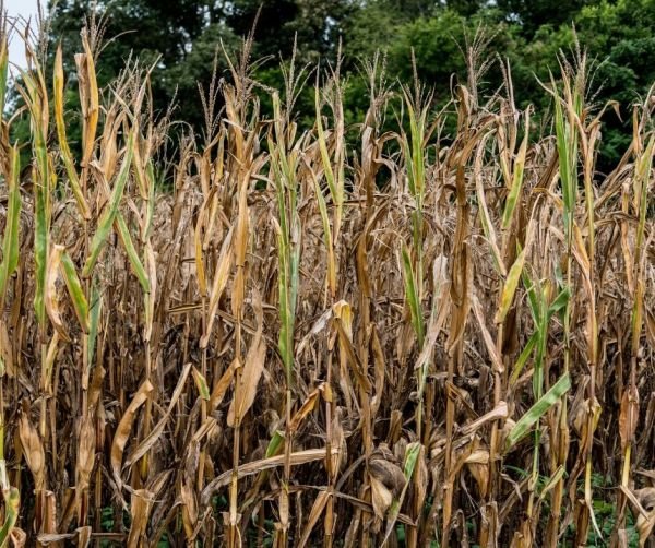 ATI Newsletter 2023 - Week 18