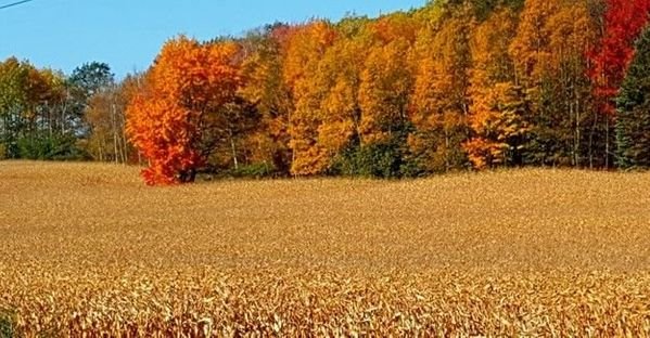 USDA report: More acres, lower yields and export uncertainty