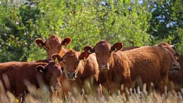 How to manage risk in the booming cattle market