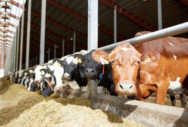 Cows lined up on a farm being covered by Livestock Risk Protection Insurance