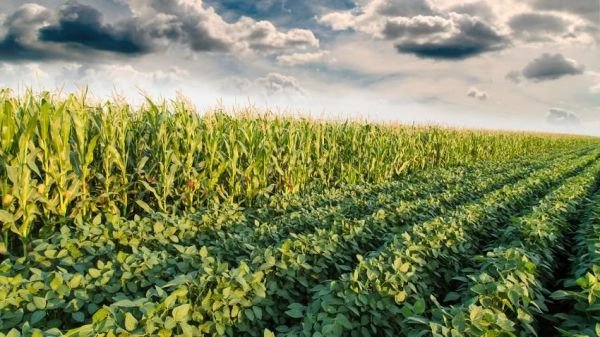 Will Corn and Soybean Acreage Drop?