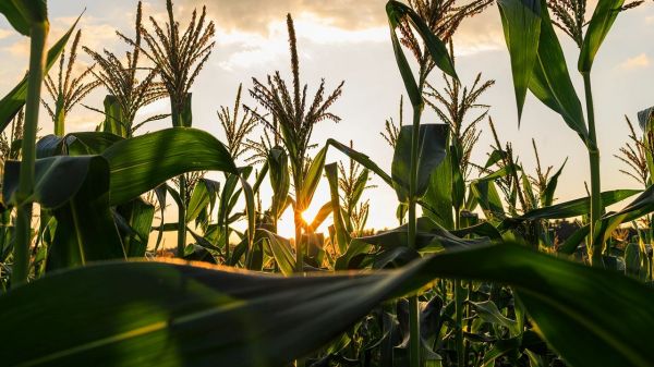 Is your corn pollinated?