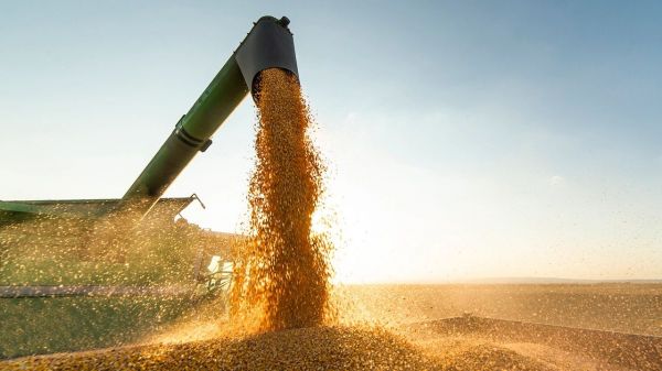 Which Way Will Corn Yield Swing?