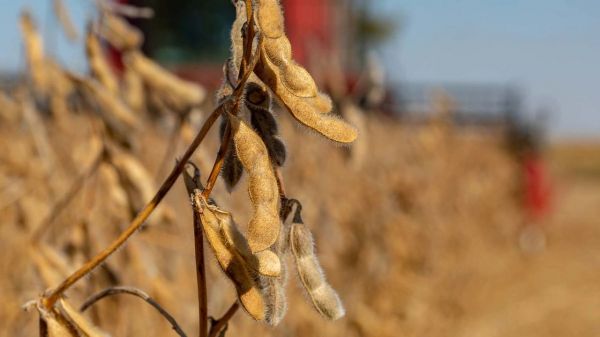 Can You Guess 2024’s Average Soybean Yield?