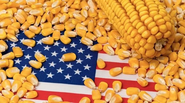 Manage Post-Election Grain Market Risk