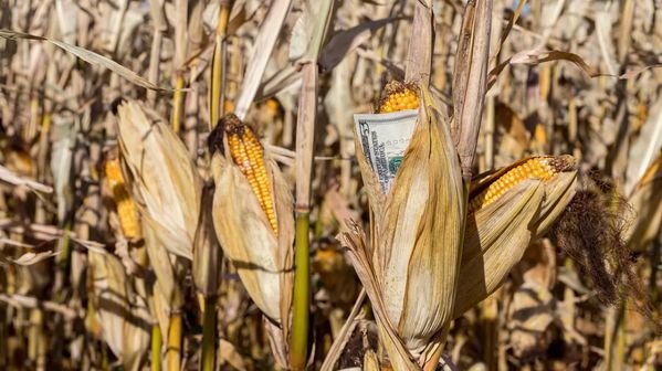 2025's Corn Market Demands Action Now