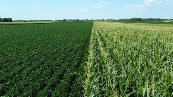 Capture Crop Value While Prices Start With 4 And 10